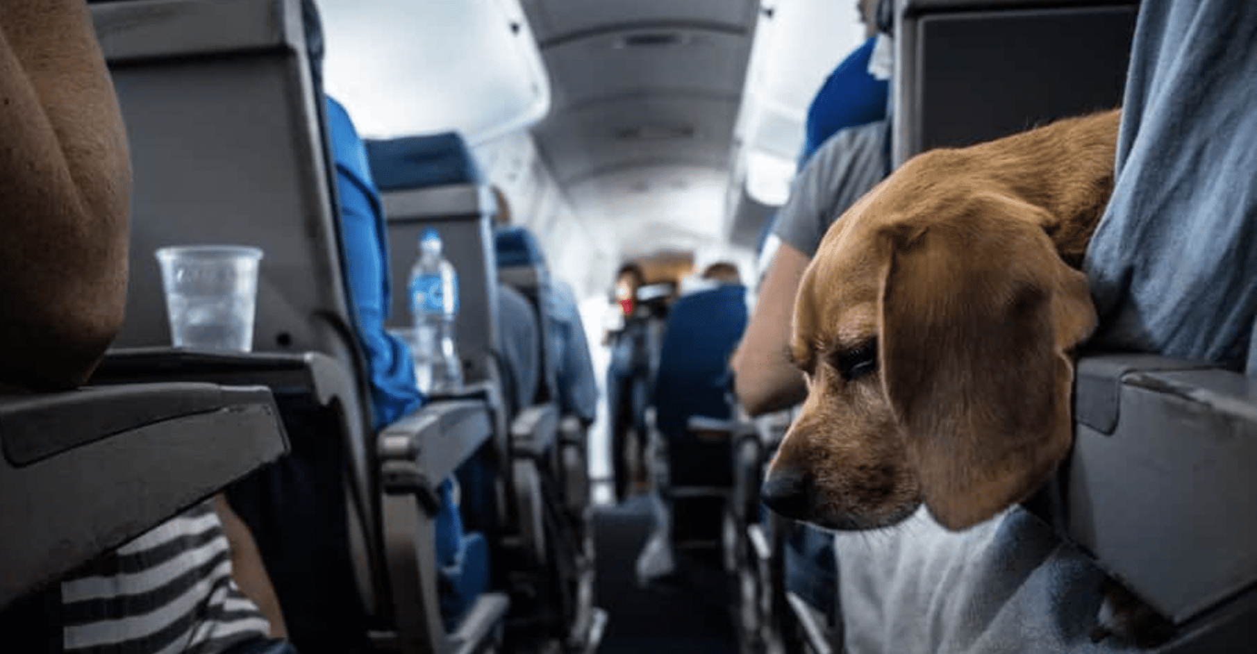 Pet on the plane