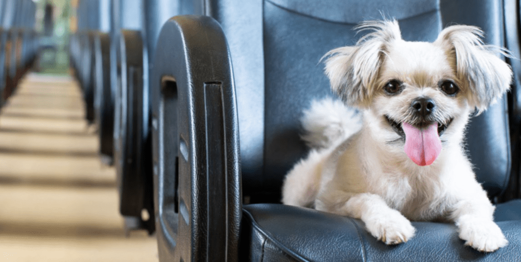 An illustration of Lufthansa Pet Policy