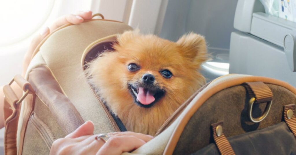 Breeze Airways Carry-on Pet Policy