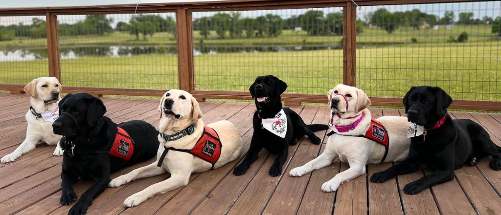 WestJet Pet Policy for Service Animals