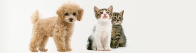 Pets as Cargo Baggage on International Flights