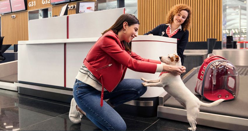 Turkish Airlines Pet Policy