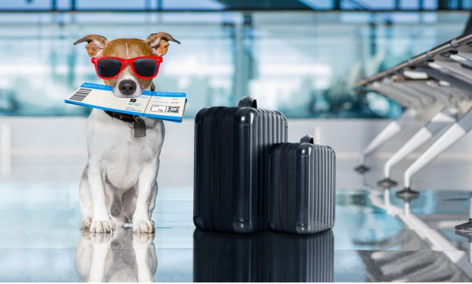 Turkish Airlines Pet Policy—Pets as Checked Baggage 
