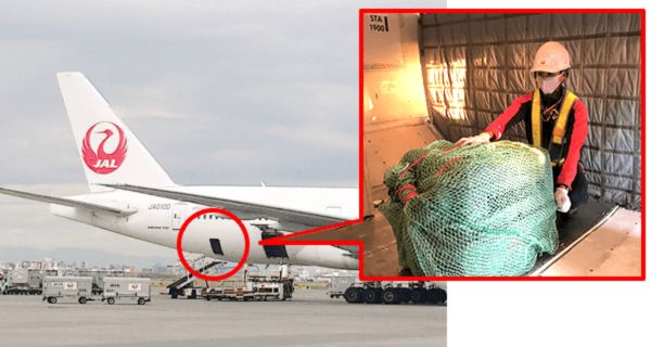 aircraft’s bulk cargo room