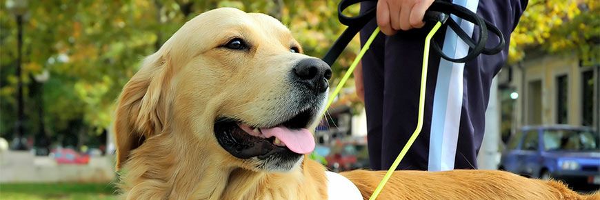Photograph of an assistance dog on British Airways