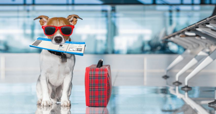 ANA Airline Pet Policy