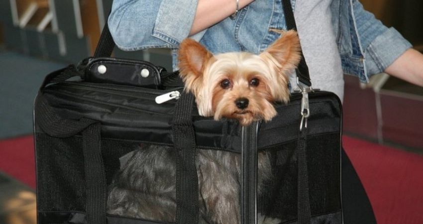 AirAsia Pet Travel Policy