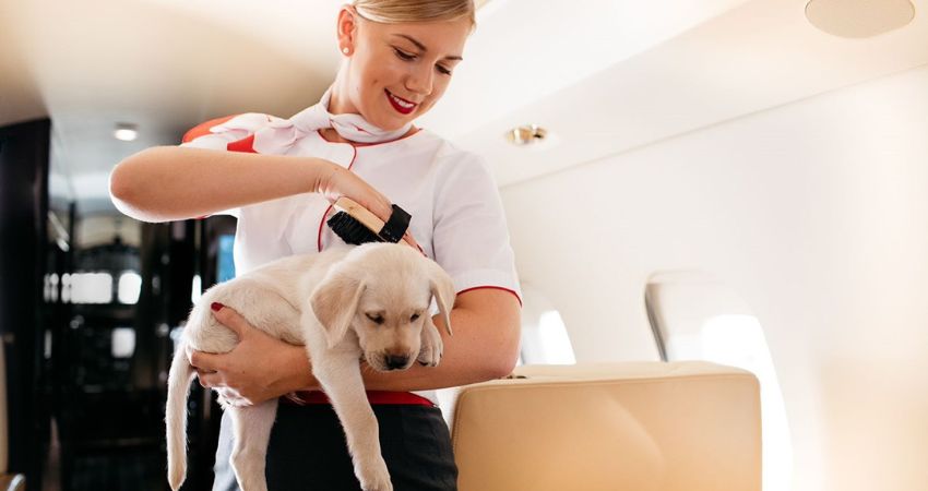 British Airways Pet Policy