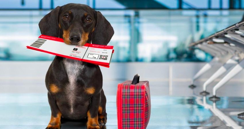Cathay Pacific Pet Policy