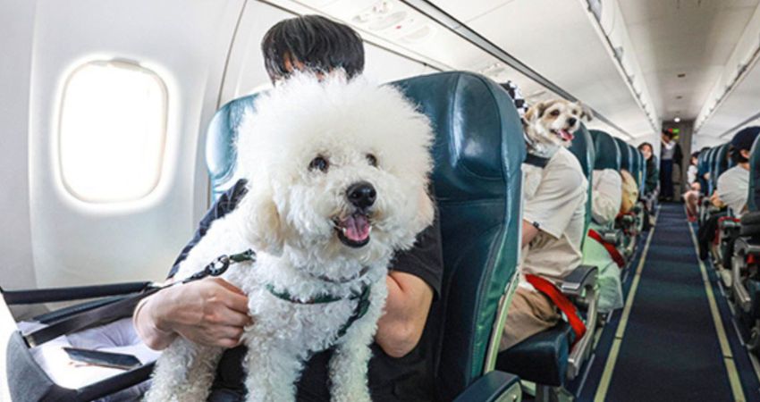 Ethiopian Airlines Pet Policy