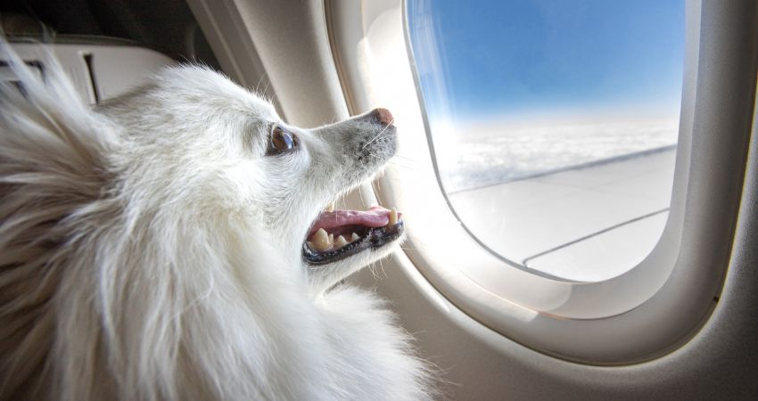 Philippine Airlines Pet Policy