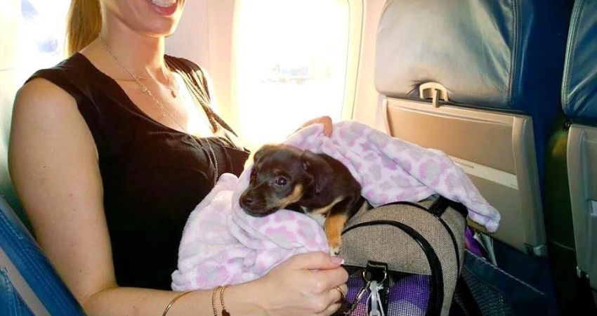 Saudia Pet Policy