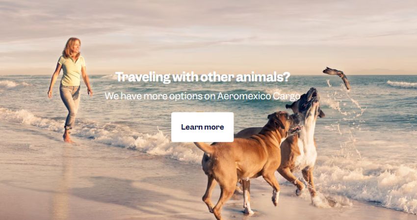 Aeromexico Cargo Pets Policy 
