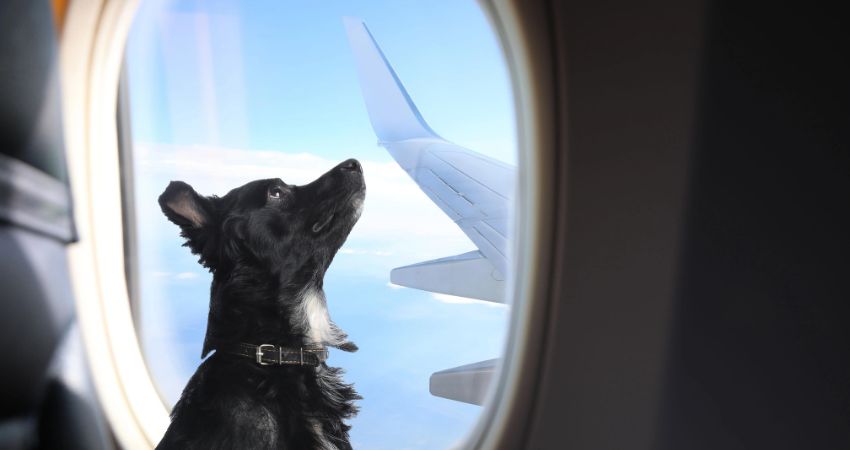 Gulf Air Pet Policy 