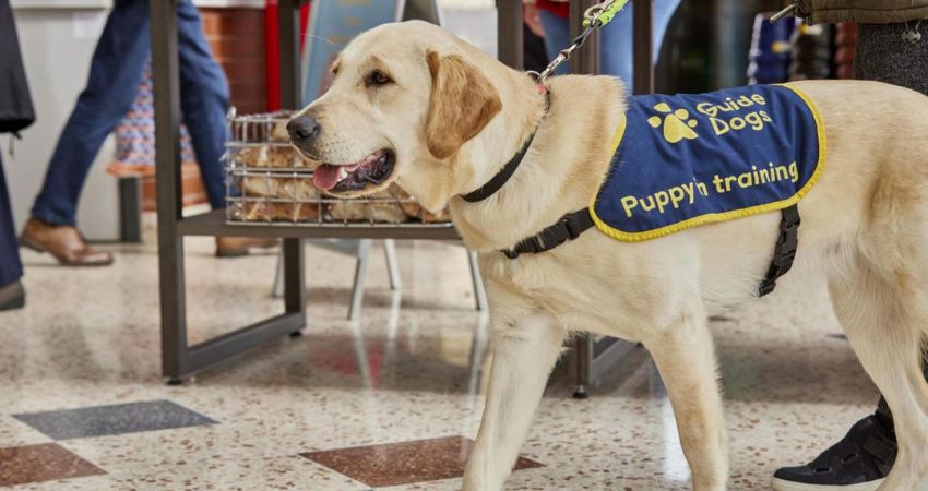 TUI Airlines Pet Policy for Service Animals (Guide Dogs)