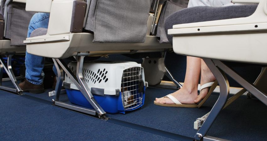 TUI Pets in Cabin Policy